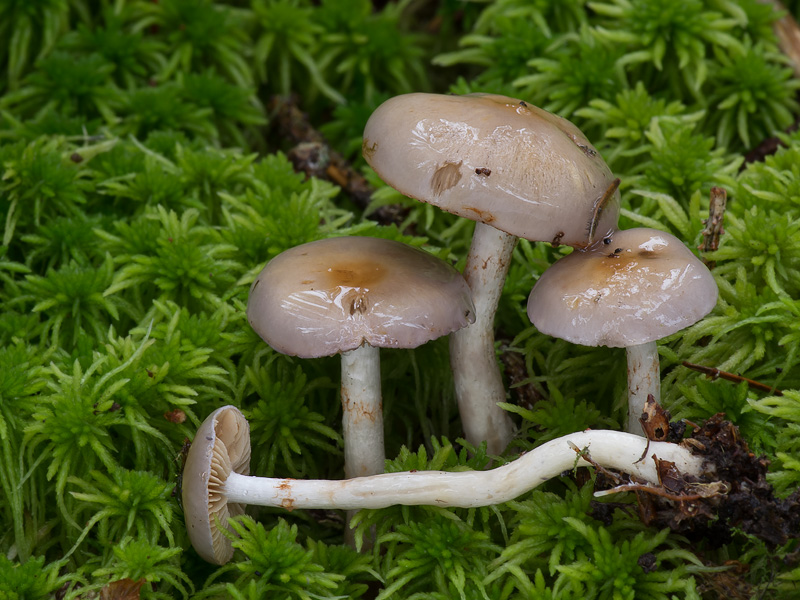 Cortinarius betulinus